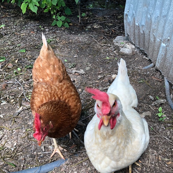 Meet your Posher, Stacy - Picture 3 of 6